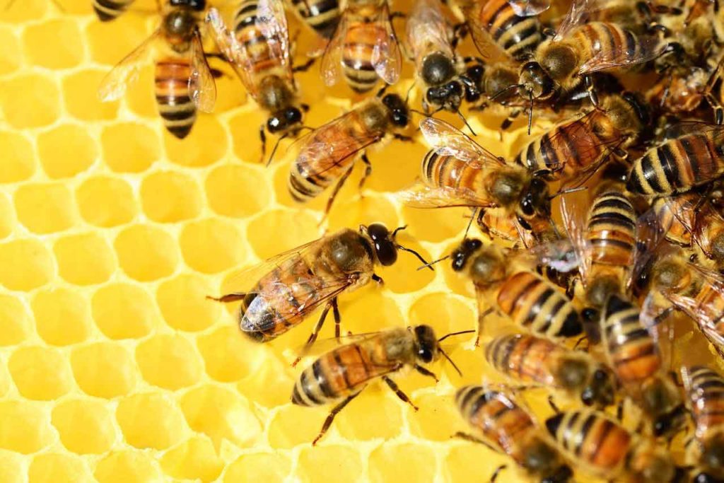 Honig ist das Produkt der Bienen, das unsere gesundheit unterstützen kann